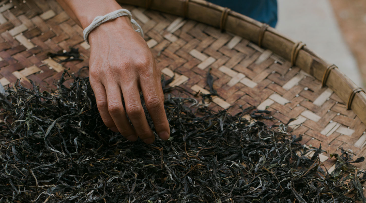 Hand picking tea