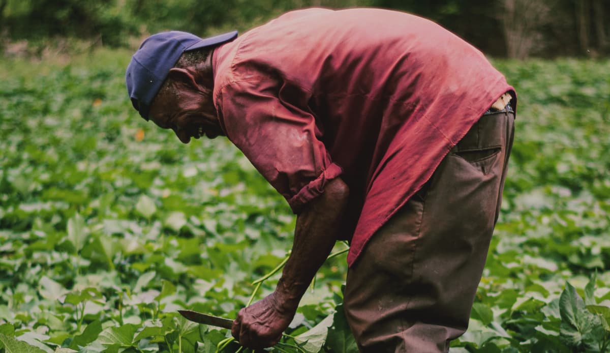 farmer working in a field - as part of agriculture sector benchmarks collected by 60 decibels